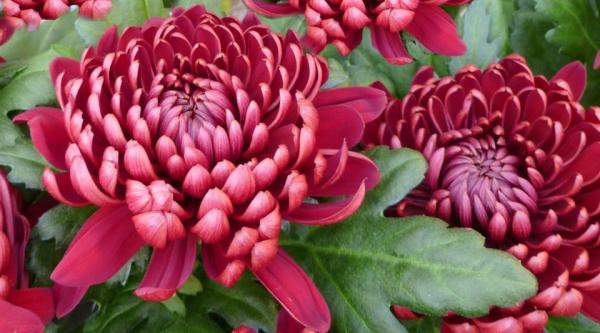 Radno vrijeme na groblju